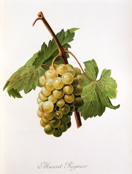 Ampelograhie. grape variety science. oenology. viticulture. grape. vine. Muscat Regnier grape.
