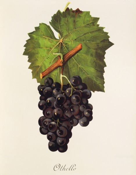 Ampelograhie. grape variety science. oenology. viticulture. grape. vine. Othello grape. digitally