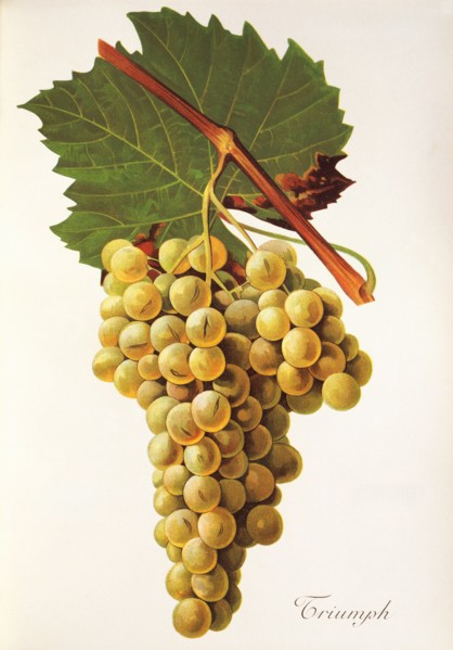 Ampelograhie. grape variety science. oenology. viticulture. grape. grapevine. Triumph grape.