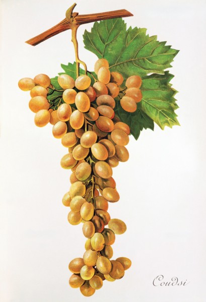 Ampelograhie. grape variety science. oenology. viticulture. grape. vine. Coudsi grape. digitally