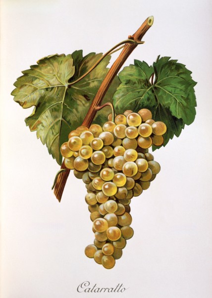 Ampelograhie. grape variety science. oenology. viticulture. grape. vine. Fiano grape. a very old