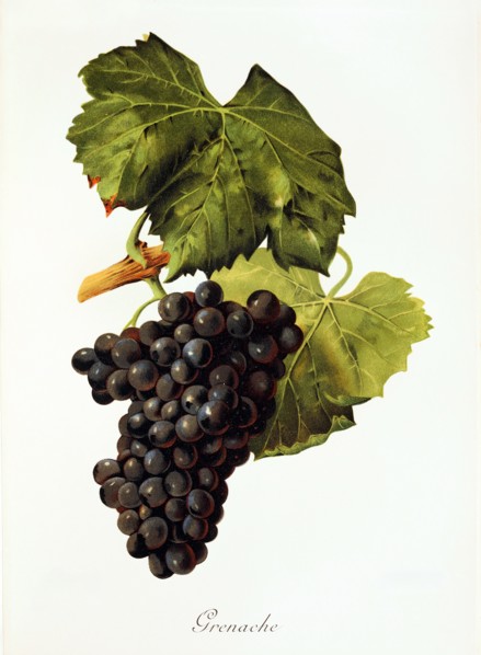 Ampelograhie. Grape variety science. Oenology. Viticulture. Grape. Grapevine. Grenache. also called
