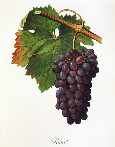 Ampeography. grape variety science. oenology. viticulture. grape. vine. Pamit grape. a red wine