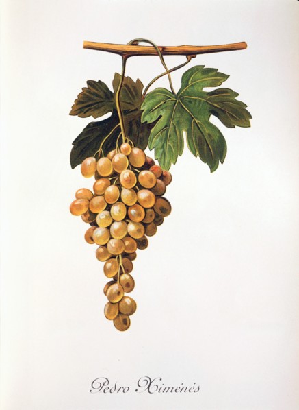 Ampelograhie. grape variety science. oenology. viticulture. grape. grapevine. Pedro Mimenes grape.