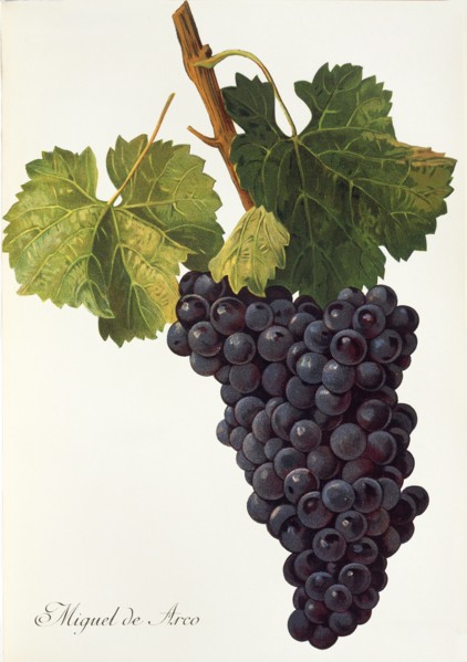 Ampelograhie. grape variety science. oenology. viticulture. grape. grapevine. Miguel de Arco grape.