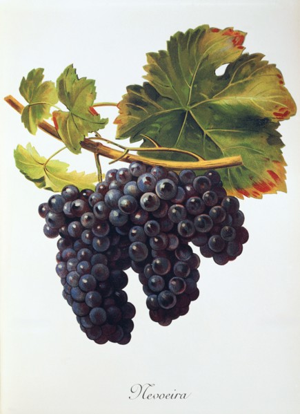 Ampelograhie. grape variety science. oenology. viticulture. grape. vine. Mevoeira grape. digitally