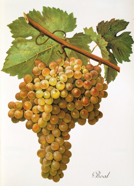 Ampelograhie. grape variety science. oenology. viticulture. grape. vine. Boal grape. digitally
