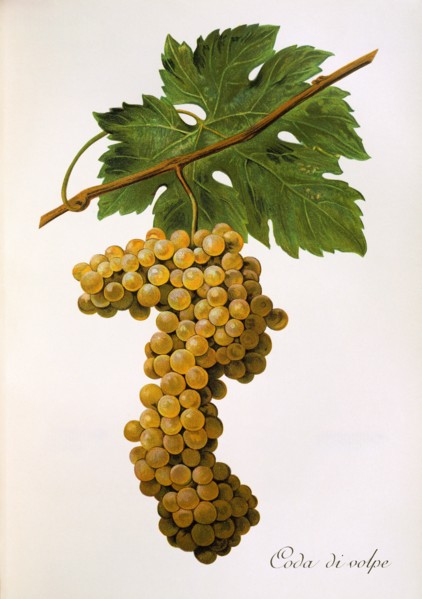 Ampelograhie. grape variety science. oenology. viticulture. grape. vine. Coda di Volpe grape.