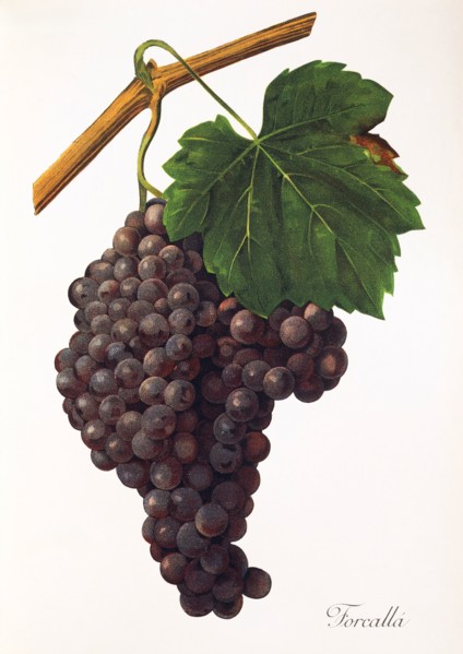 Ampelograhie. grape variety science. oenology. viticulture. grape. grapevine. Forcalla' grape.