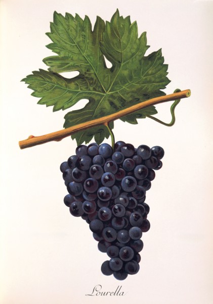 Ampelograhie. grape variety science. oenology. viticulture. grape. vine. Lourella grape. digitally