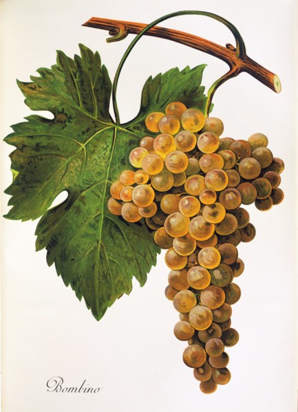 Ampelograhie. grape variety science. oenology. viticulture. grape. grapevine. Bombino grape.