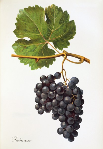 Ampelograhie. grape variety science. oenology. viticulture. grape. grapevine. Piedirosso grape.
