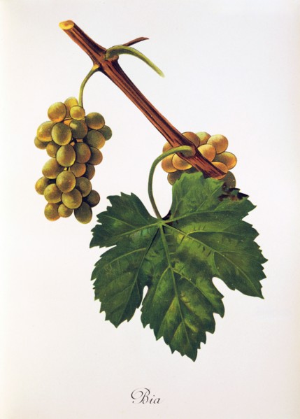 Ampelograhie. grape variety science. oenology. viticulture. grape. vine. Bia grape. digitally