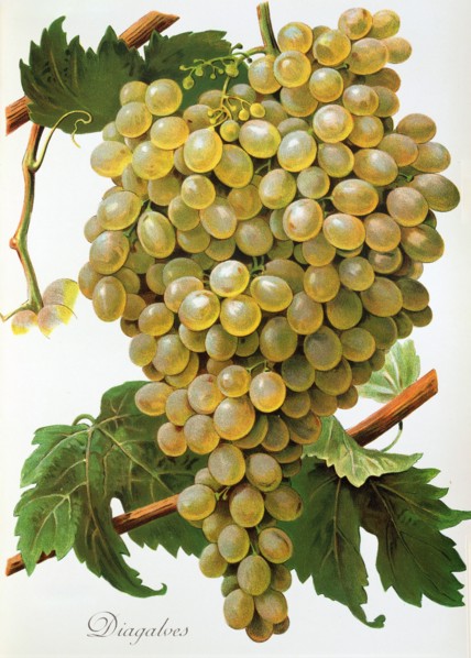 Ampelograhie. grape variety science. oenology. viticulture. grape. grapevine. Diagalves grape.