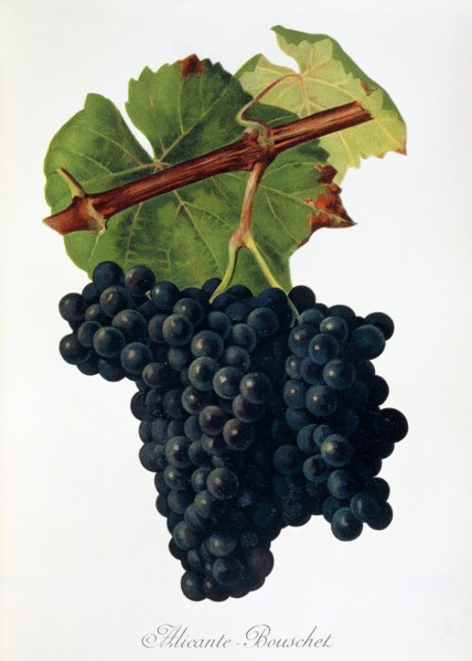 Ampelograhie. grape variety science. oenology. viticulture. grape. vine. Alicante-Bouschet grape.