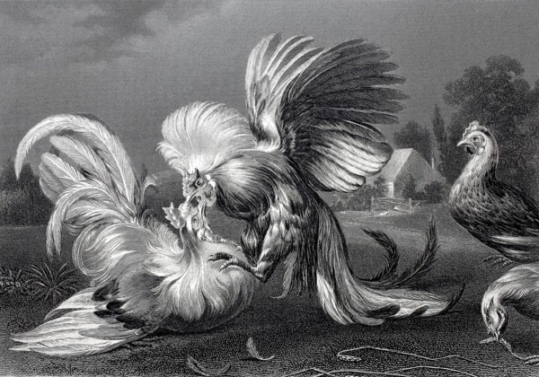 Cockfight.