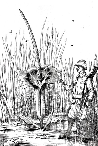 Flowering titan arum. Amorphophallus titanum. on Sumatra. with a hunter next to it. around 1880.