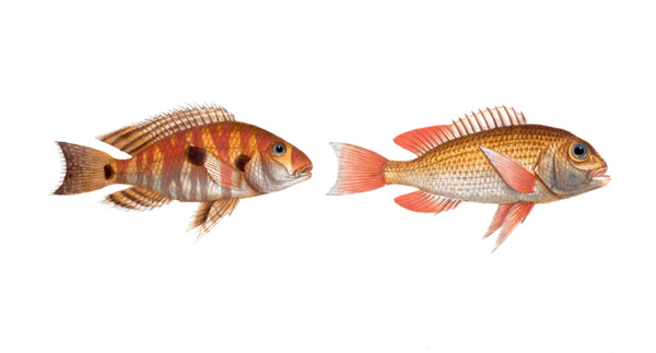 Fish