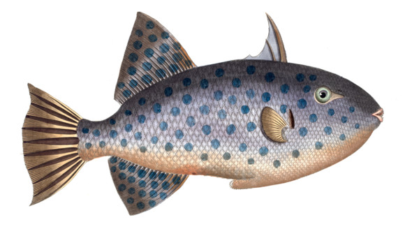 Fish