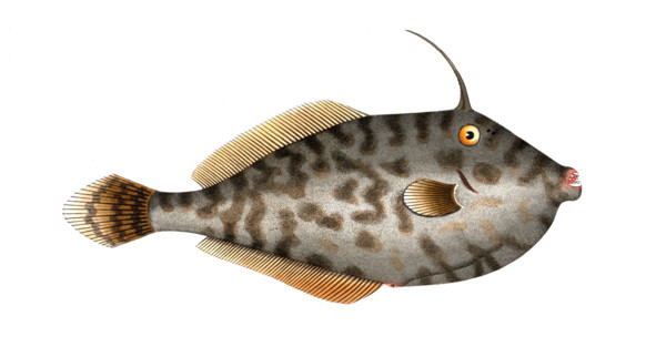 Fish