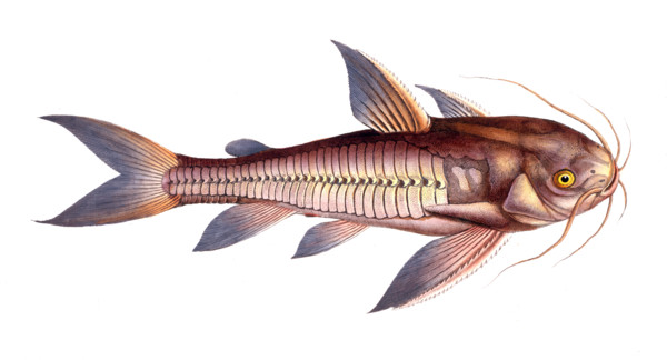 Fish