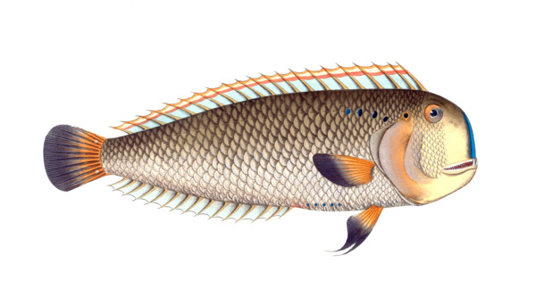 Fish