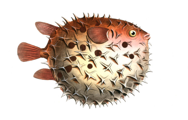 Fish