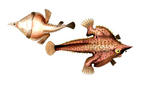 Fish