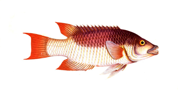 Fish