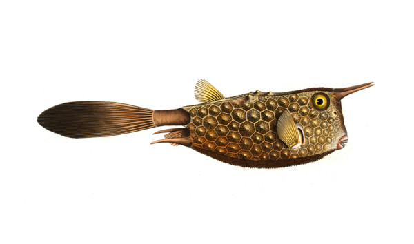 Fish