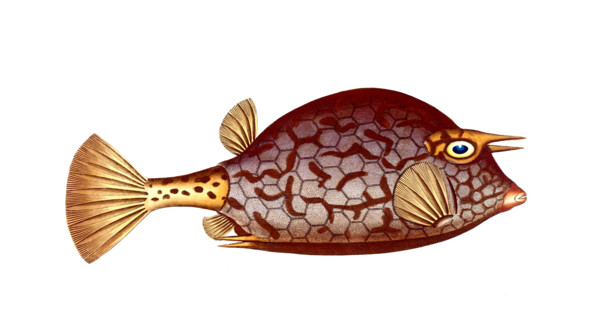 Fish