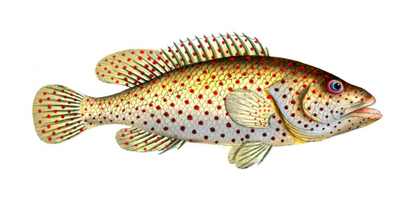 Fish