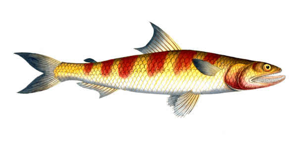 Fish
