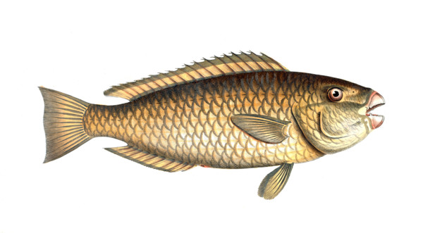 Fish