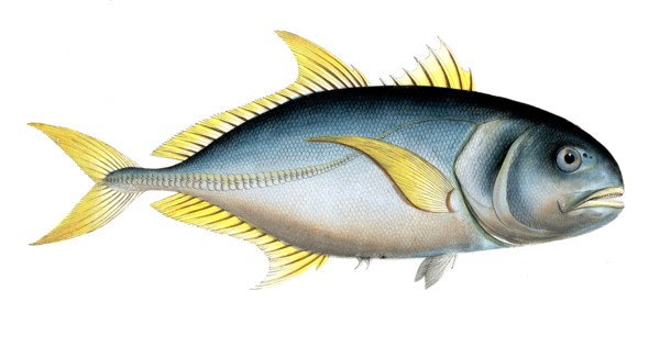 Fish
