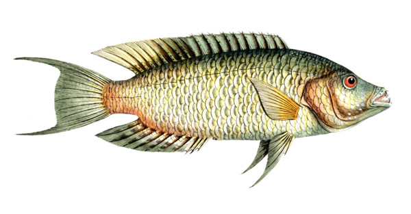 Fish