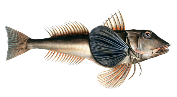 Fish