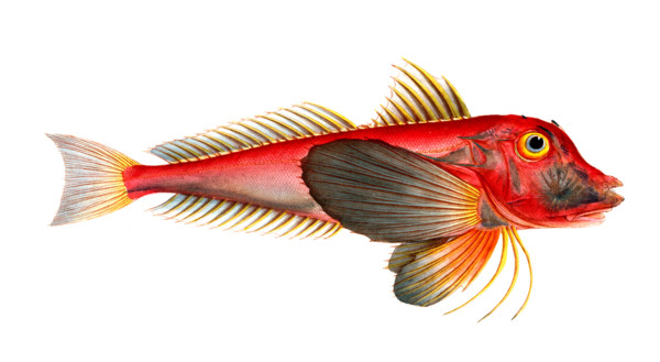 Fish