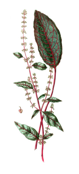 Rumex sanguineus