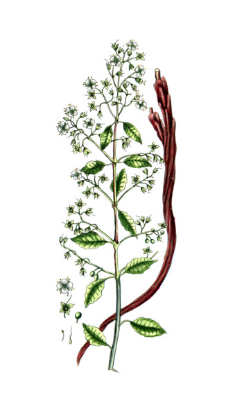 Lawsonia inermis