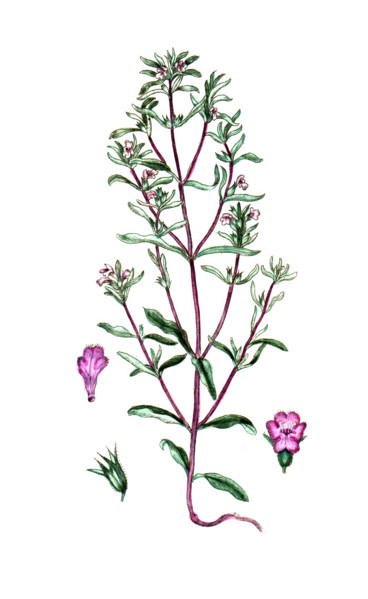 Satureja hortensis