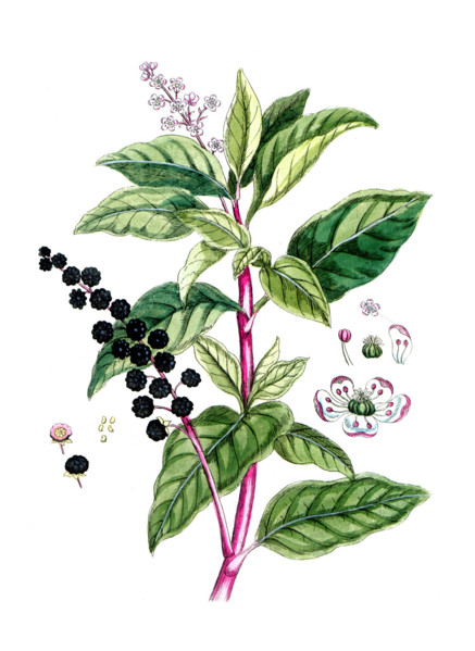 Ohytolacca decandra