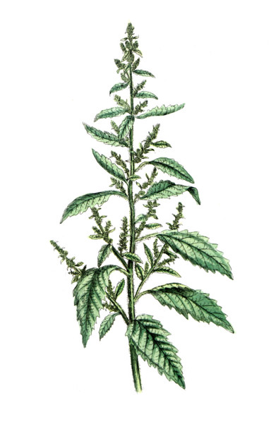 Chenopodium anthelminticum