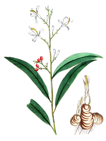Maranta galanga