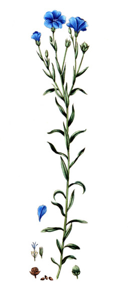 Linum usitatissimum