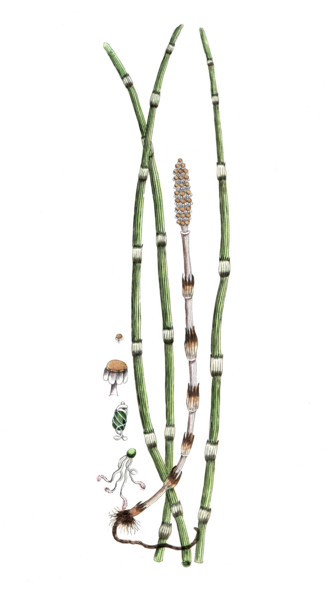 Equisetum hyemale