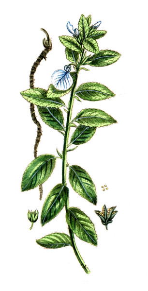 Carapichea ipecacuanha