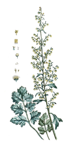 Carapichea ipecacuanha