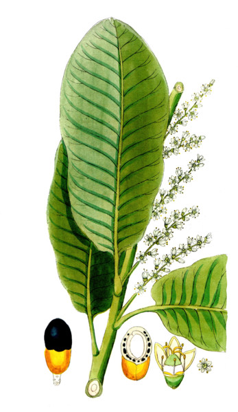 Semecarpus anacardium