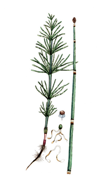 Equisetum arvense